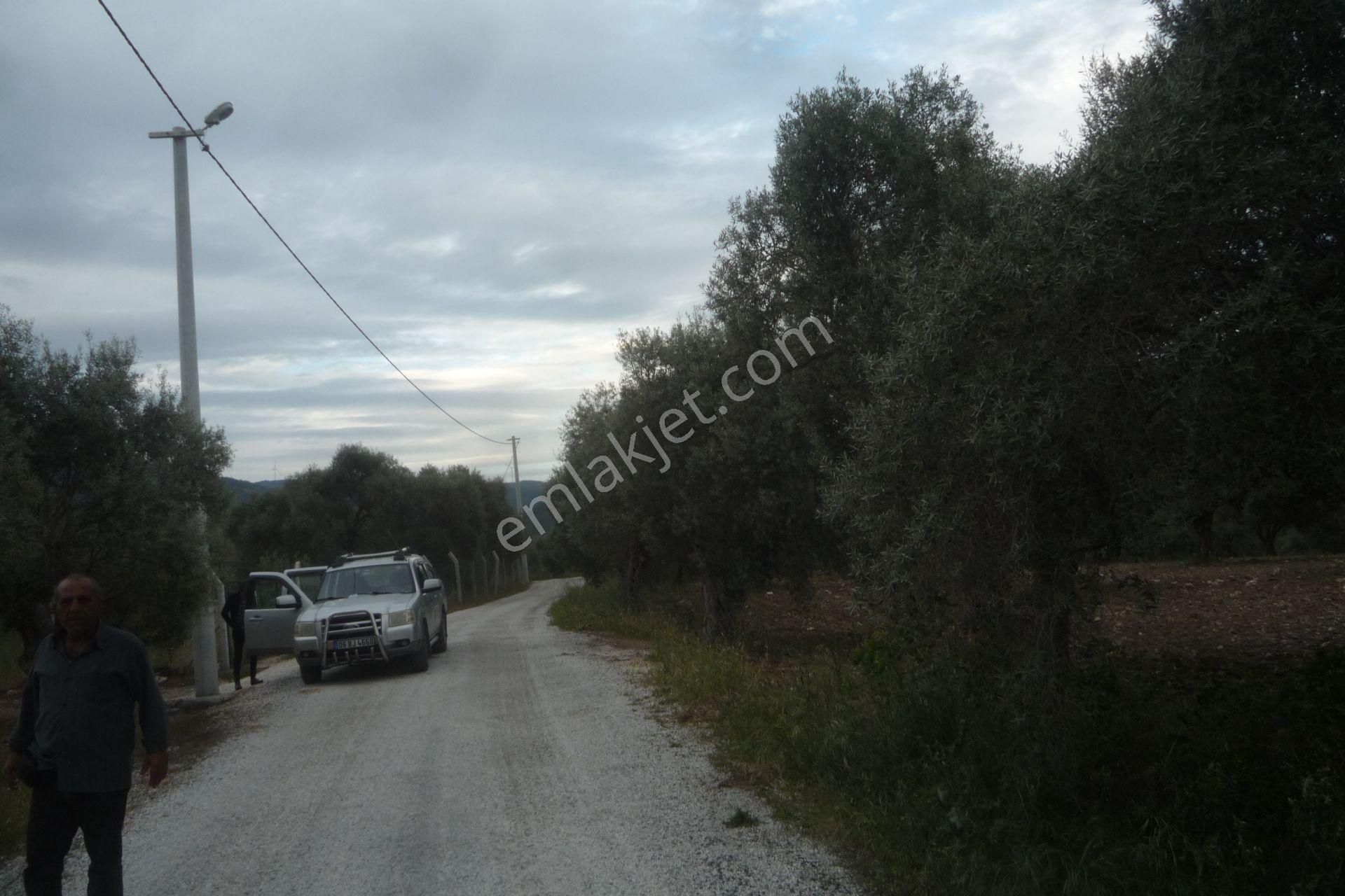 İzmir Torbalı Gold Emlaktan Satılık Zeytin Bahçesi - Görsel 7
