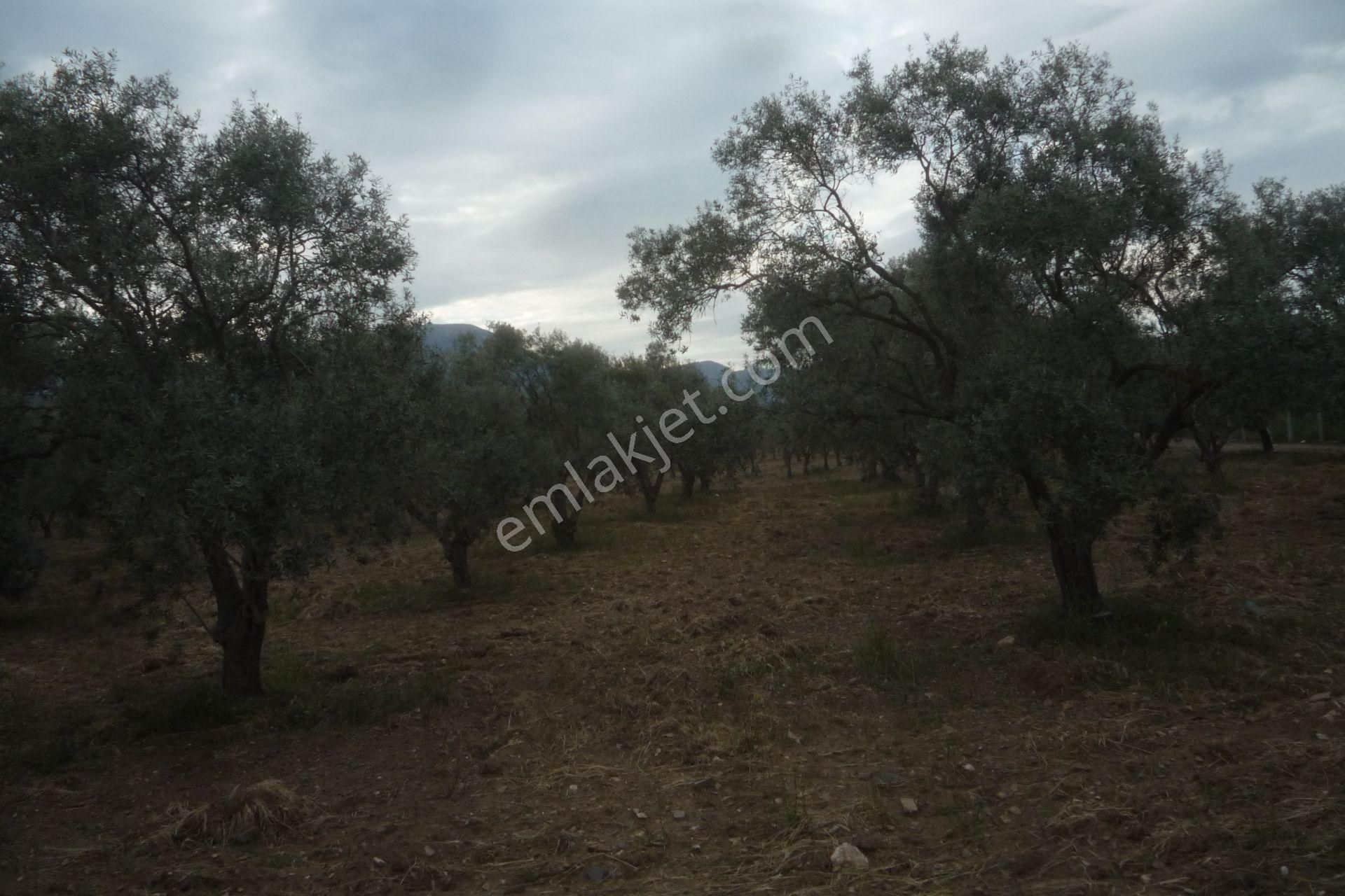 İzmir Torbalı Gold Emlaktan Satılık Zeytin Bahçesi - Görsel 6