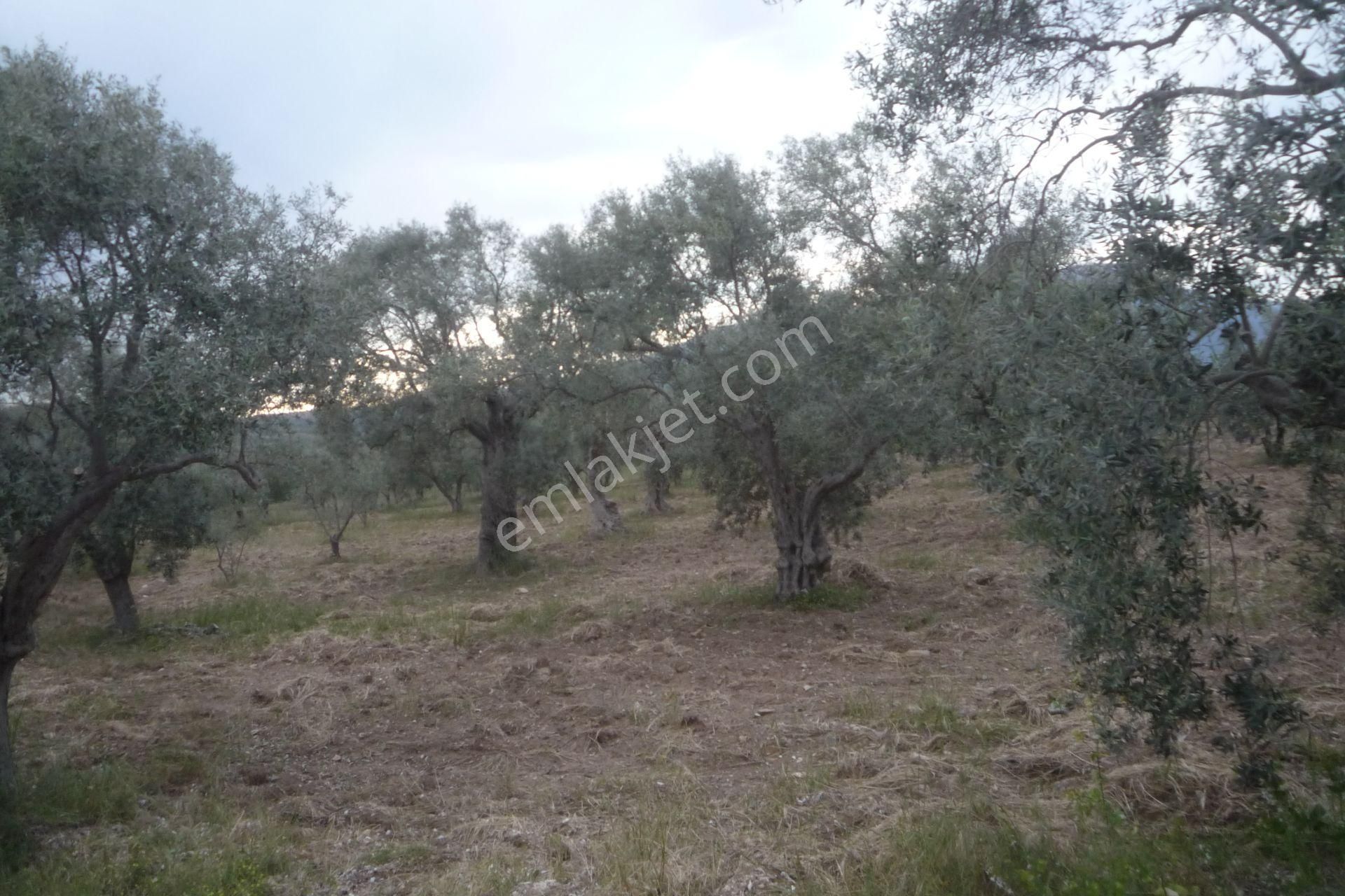 İzmir Torbalı Gold Emlaktan Satılık Zeytin Bahçesi - Görsel 8