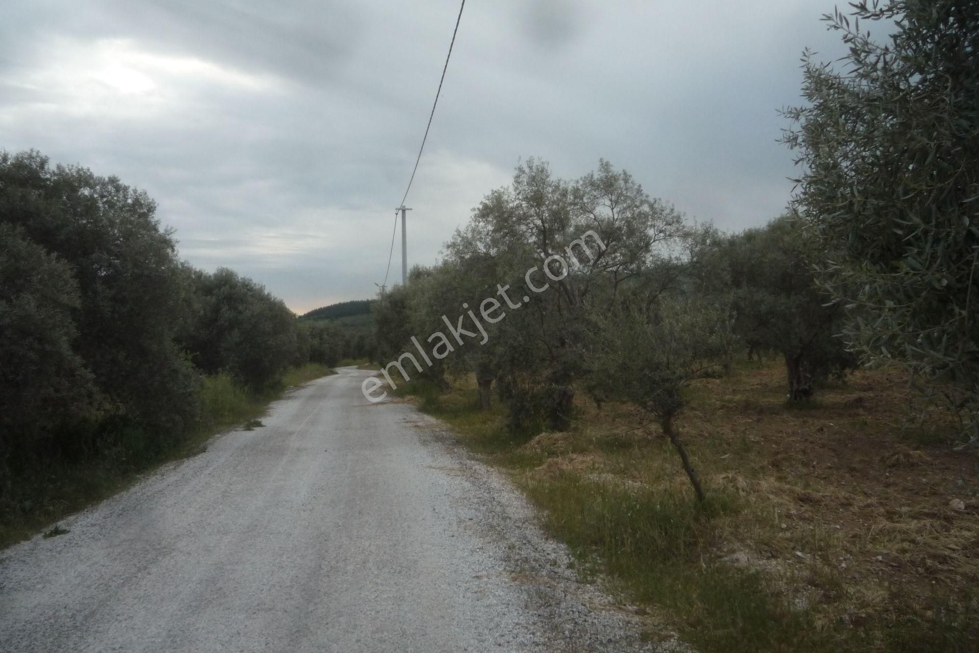 İzmir Torbalı Gold Emlaktan Satılık Zeytin Bahçesi - Görsel 2