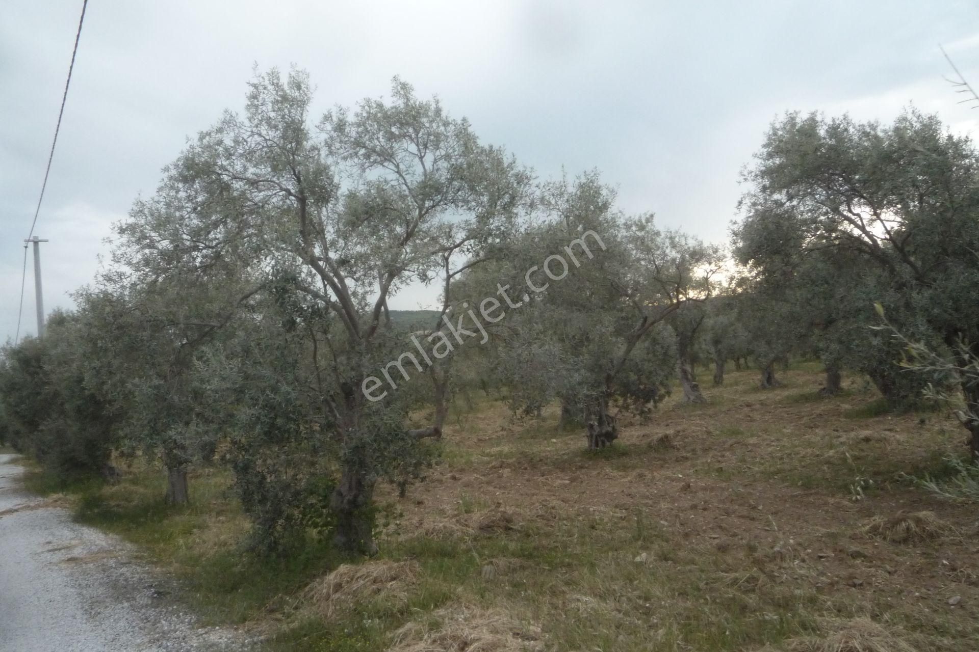 İzmir Torbalı Gold Emlaktan Satılık Zeytin Bahçesi - Görsel 5