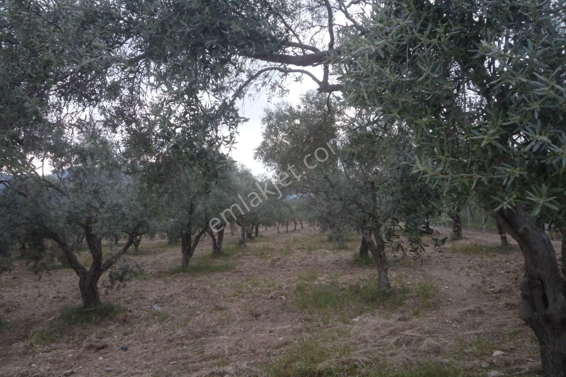 İzmir Torbalı Gold Emlaktan Satılık Zeytin Bahçesi - Görsel 4