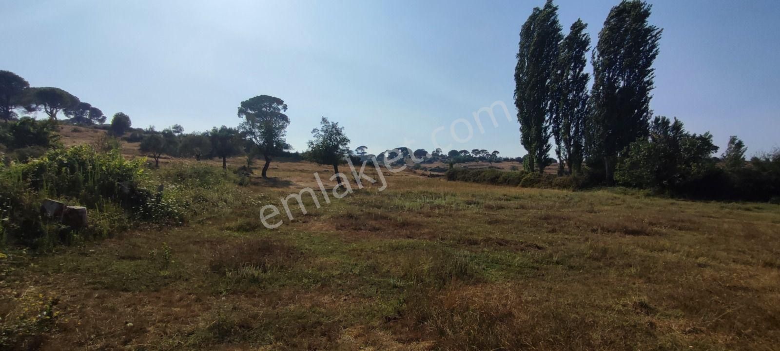 Muğla/milas-akkovanlık'ta, 512 M2, Yerleşim Alanının Hemen Dibinde