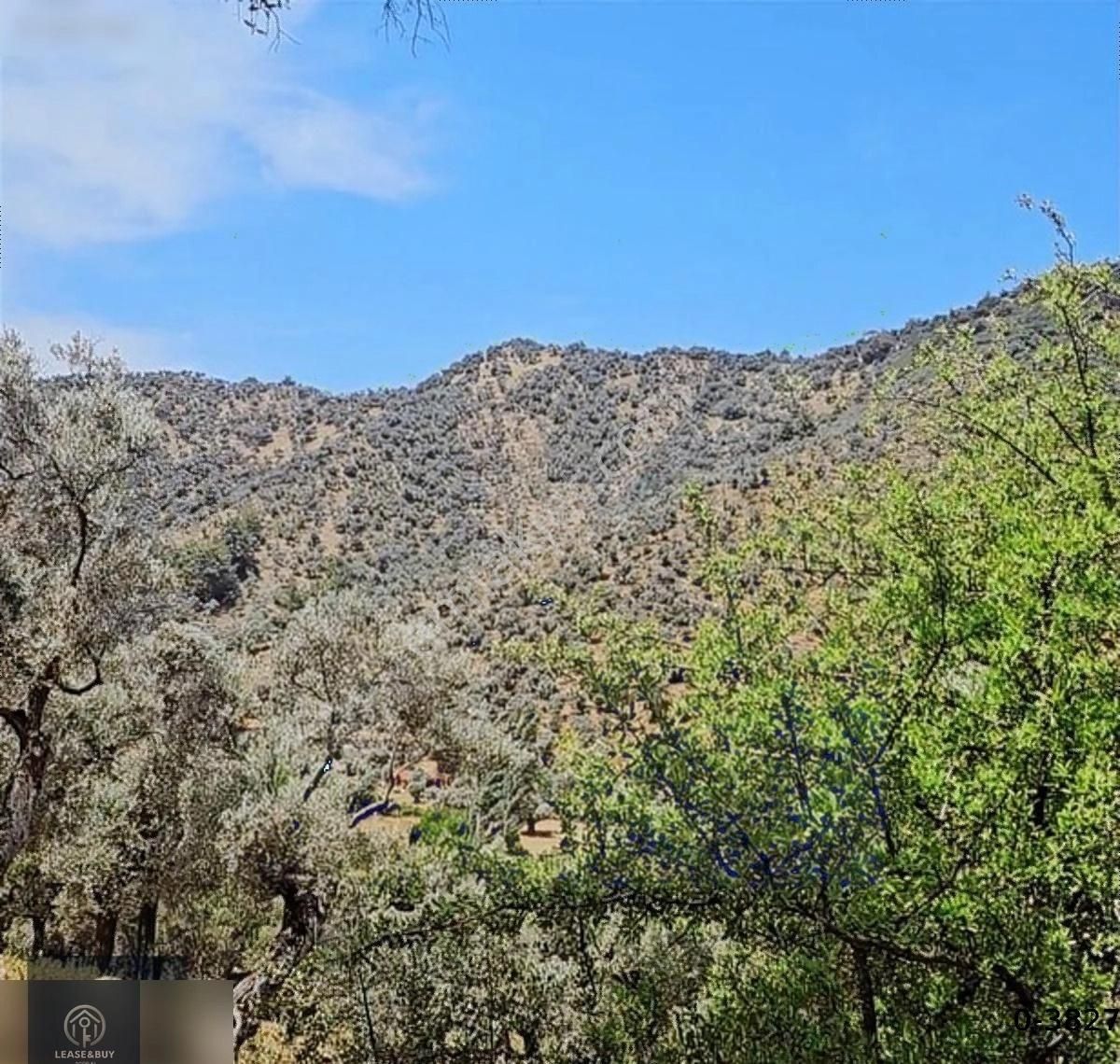 Milas Kandak'ta İçerisinde 150 Zeytin Olan 5447 M2 1 Dönümü Düz. - Görsel 5