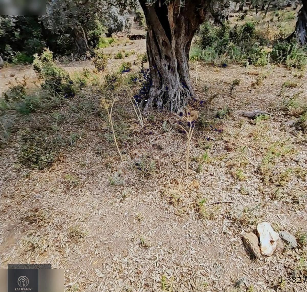 Milas Kandak'ta İçerisinde 150 Zeytin Olan 5447 M2 1 Dönümü Düz. - Görsel 10