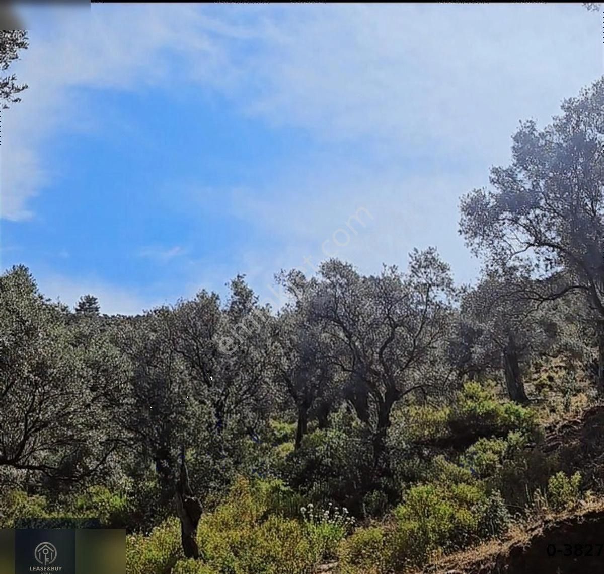 Milas Kandak'ta İçerisinde 150 Zeytin Olan 5447 M2 1 Dönümü Düz. - Görsel 3