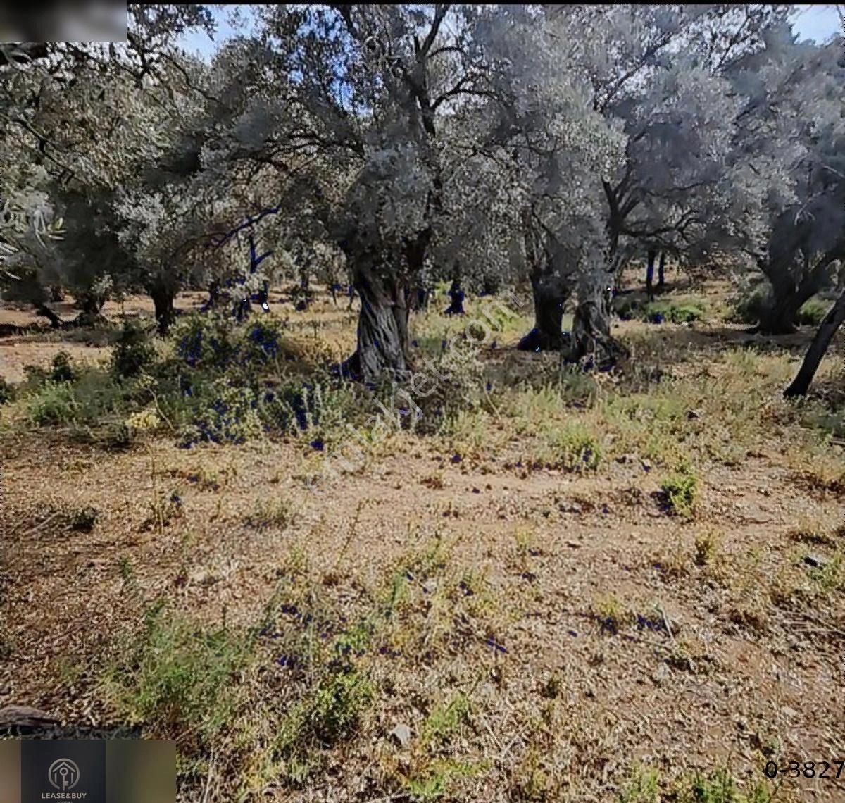 Milas Kandak'ta İçerisinde 150 Zeytin Olan 5447 M2 1 Dönümü Düz. - Görsel 6