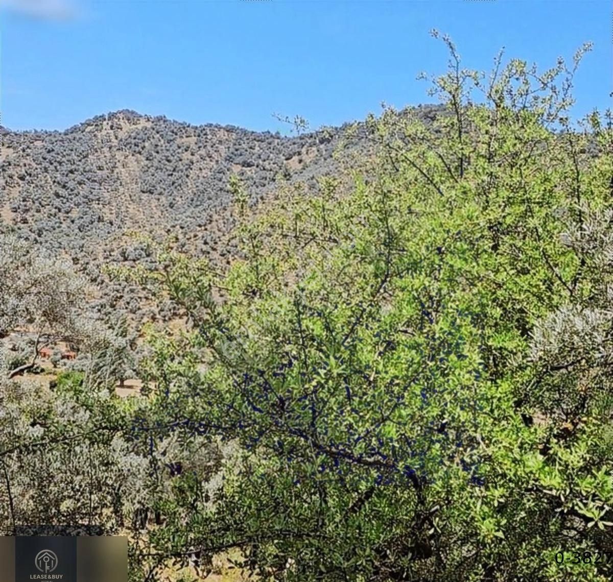 Milas Kandak'ta İçerisinde 150 Zeytin Olan 5447 M2 1 Dönümü Düz. - Görsel 4