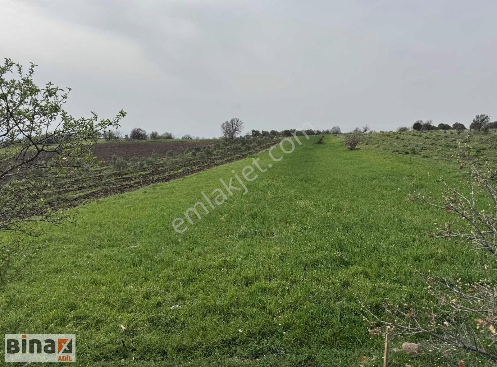 Bergama Sarıcalar 3486 M2 Tarla