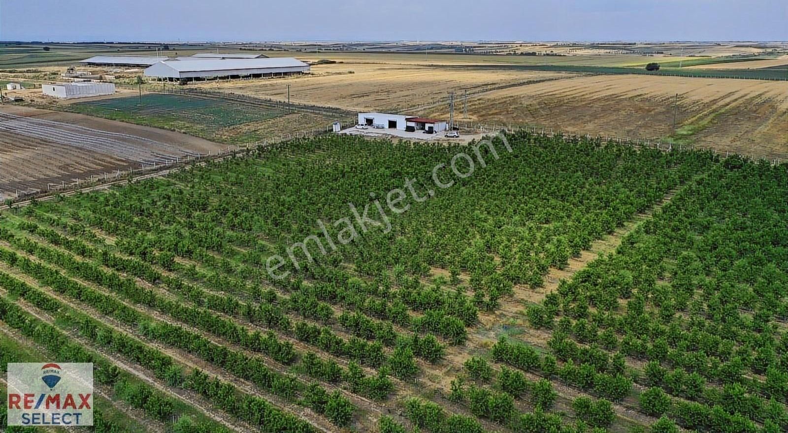 Verimli, Hazır Altyapılı Şeftali Bahçesi Babaeski
