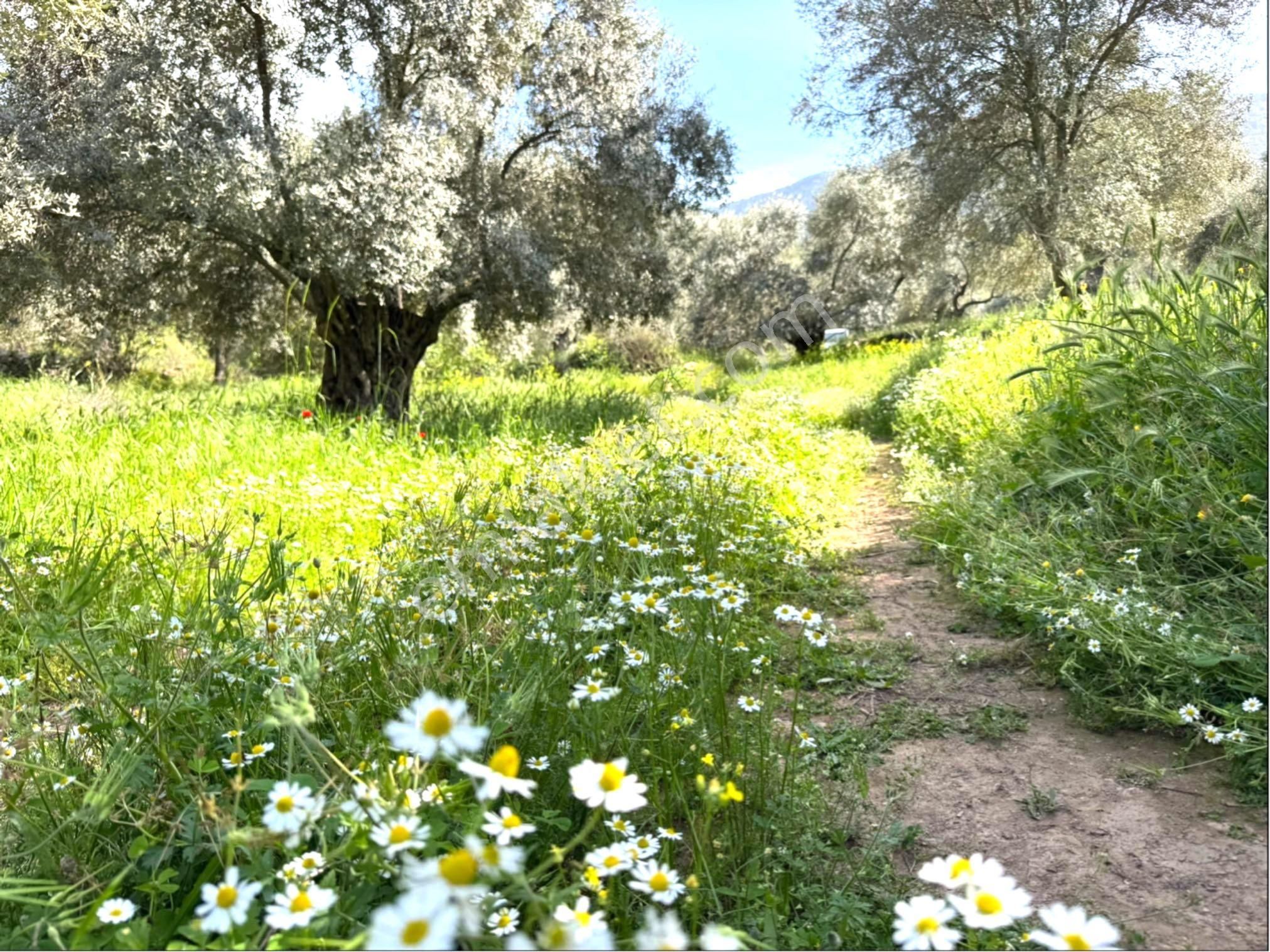 Satılık Zeytinlik Düz Arazi Milas Bafa Köyünden