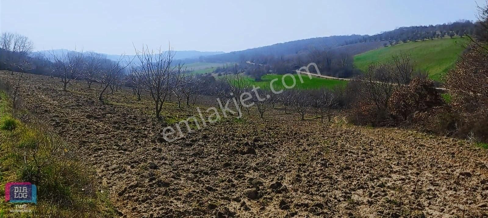 Badırga Çaylı Arasında 6350 M2 Ceviz Ağaçları Olan Satılık Tarla