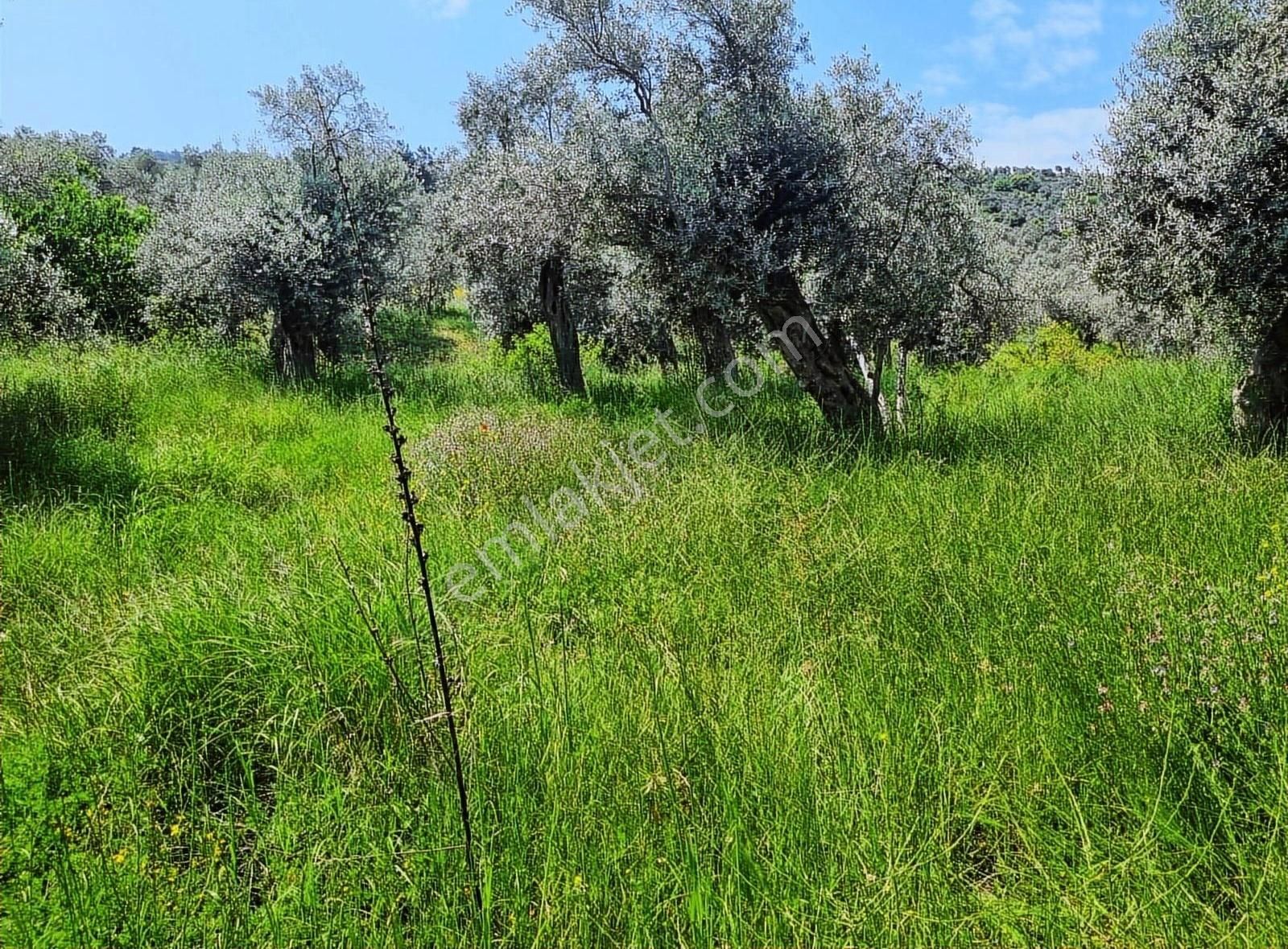Bayındır Yakapınar Köyünde 1517 M² Satılık Zeytinlik - Görsel 10