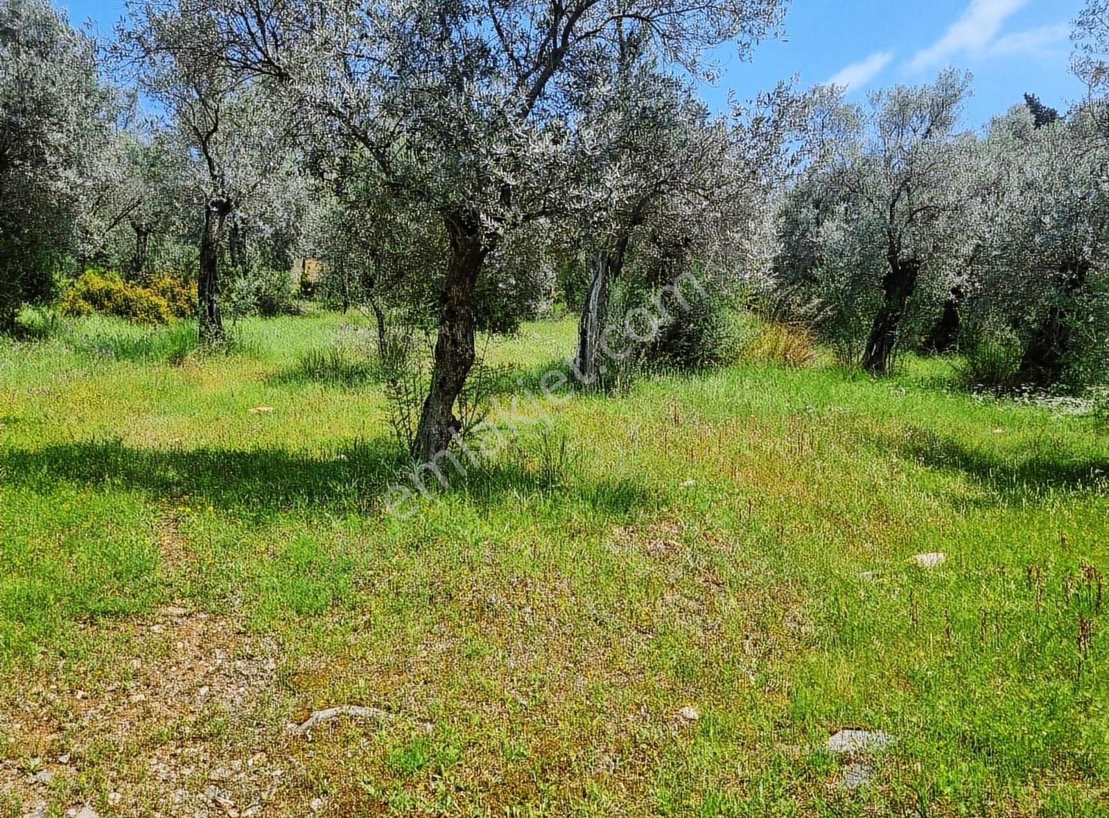 Doğanın Kalbinde Satılık Zeytinlik - Görsel 2