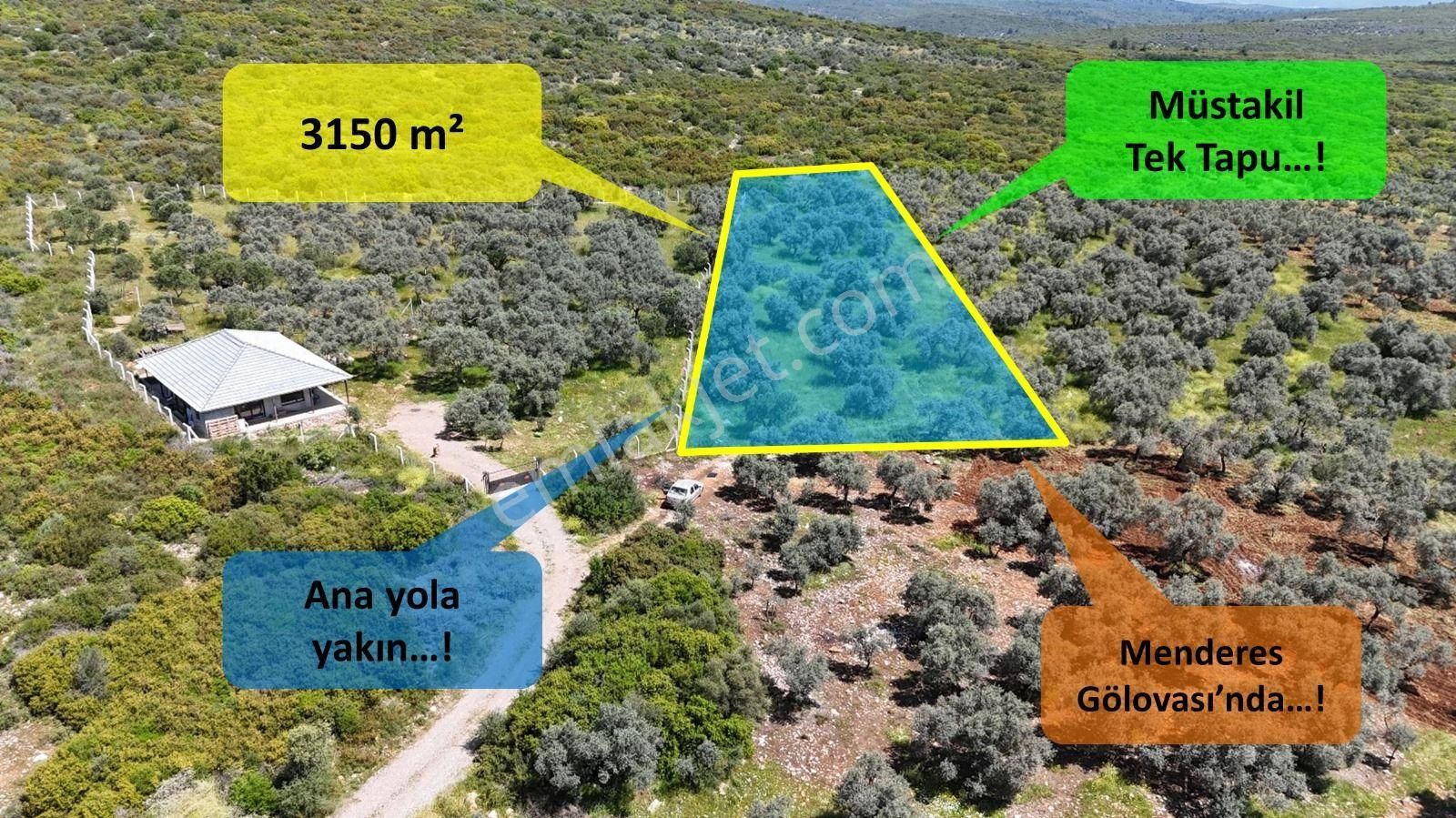 İzmir Menderes Gölovasında Tek Müstakil Tapulu Tarla Zeytinlik