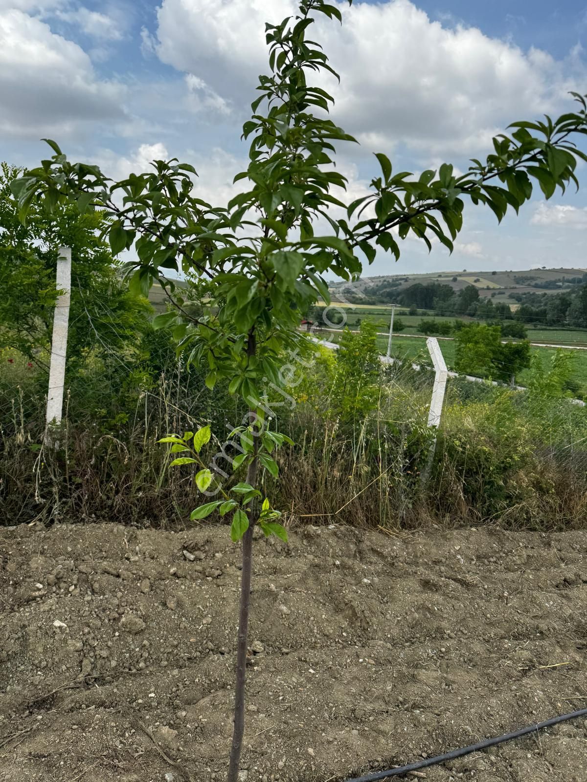 Sahibinden Bursa Yenişehirde Satılık 1.693 Metre Kare Hobi Bahçe