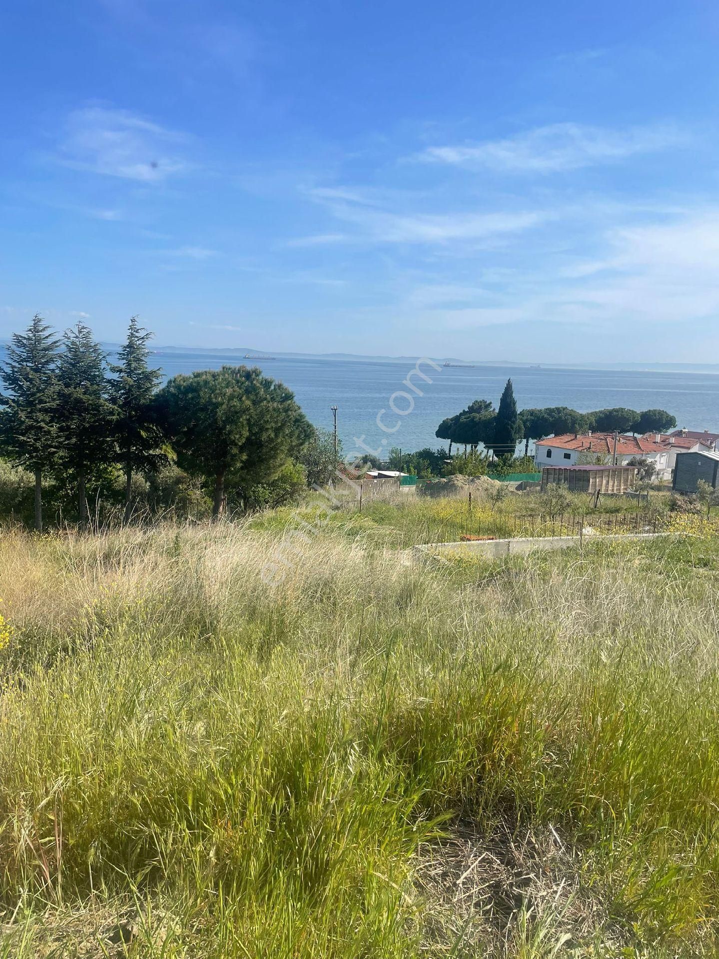 Şarköy Aşağı Kalınmış Mh,de Ana Yol Üzerinde 293m2arsa Satılıktır