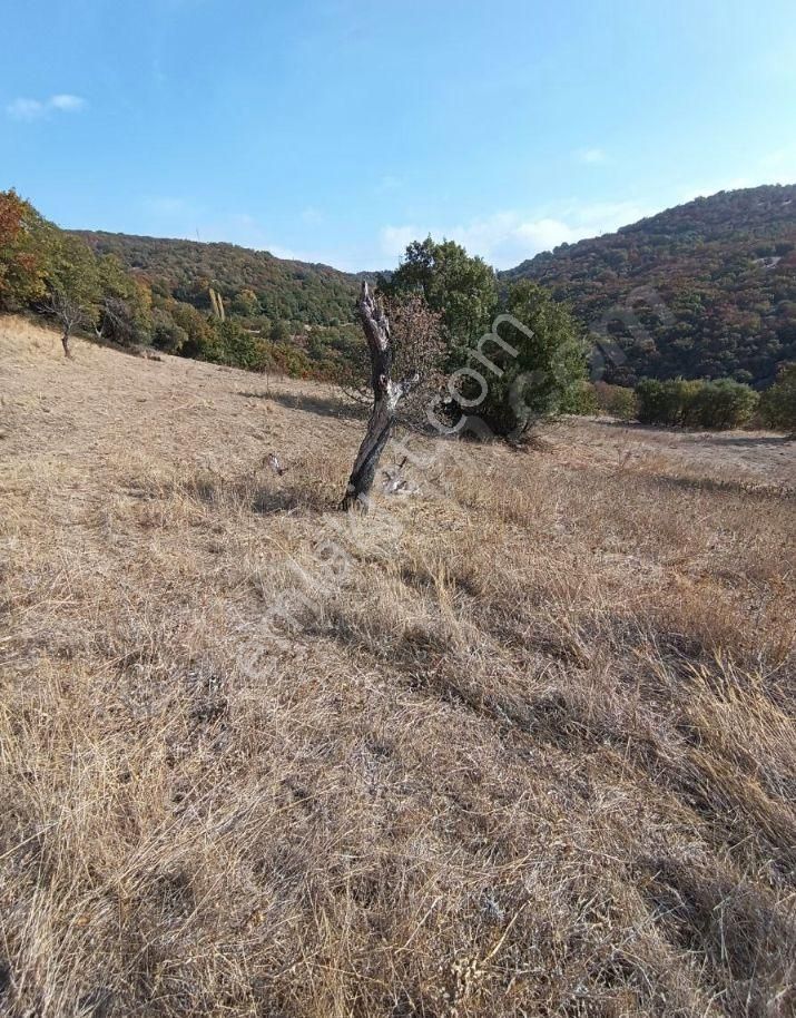Bursa Keles Kiran İsiklar 4156m(64) +