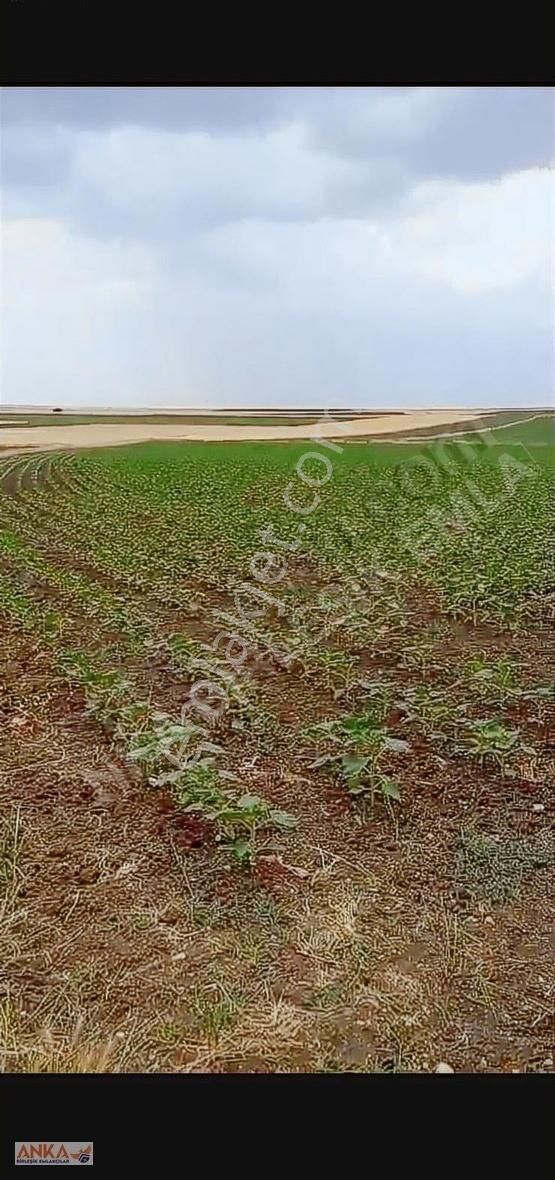 Anka'dan Yatırımlık Tarla Bakmadan Geçmeyin!!!