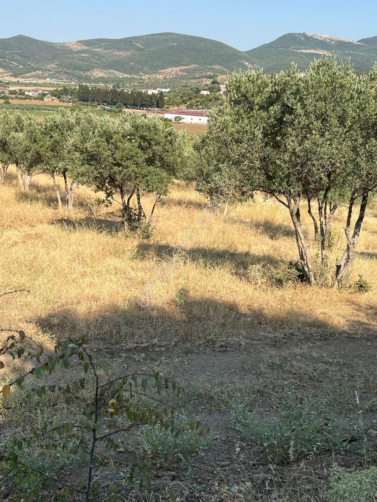 İzmir Torbalı Gold Emlaktan Satılık Zeytin Bahçesi - Görsel 20