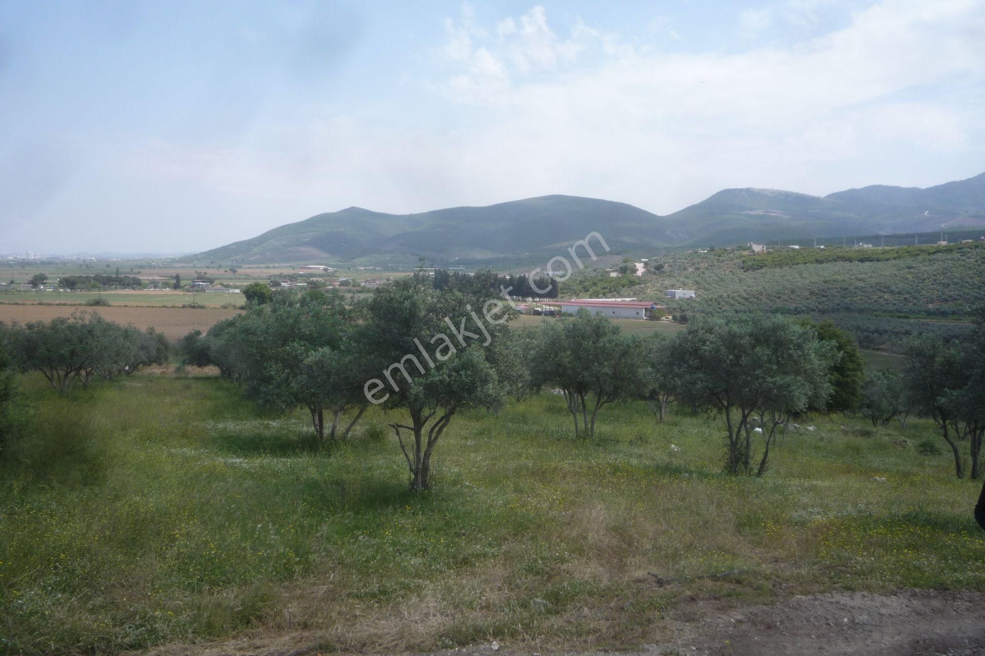 İzmir Torbalı Gold Emlaktan Satılık Zeytin Bahçesi - Görsel 5