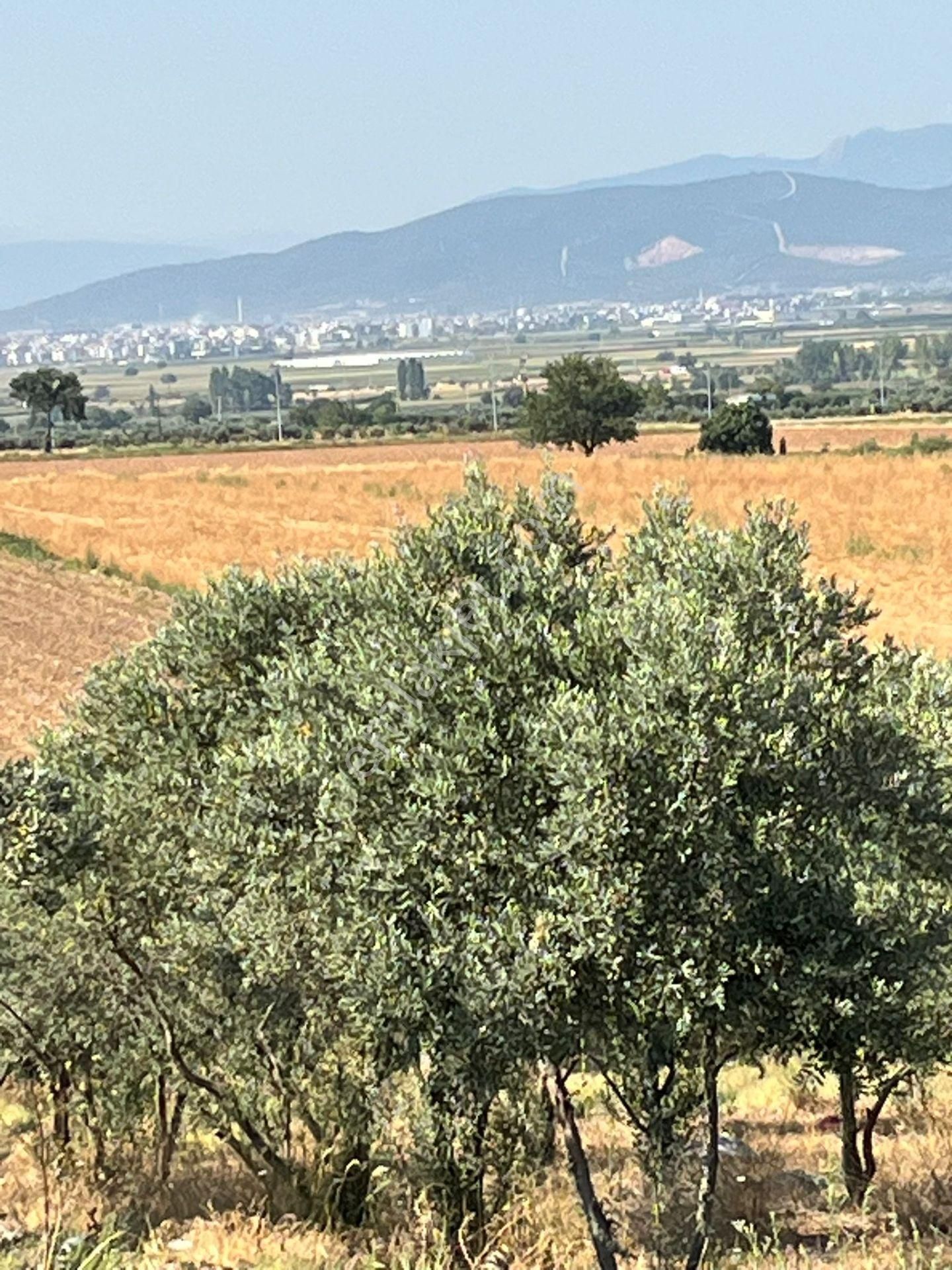 İzmir Torbalı Gold Emlaktan Satılık Zeytin Bahçesi - Görsel 23