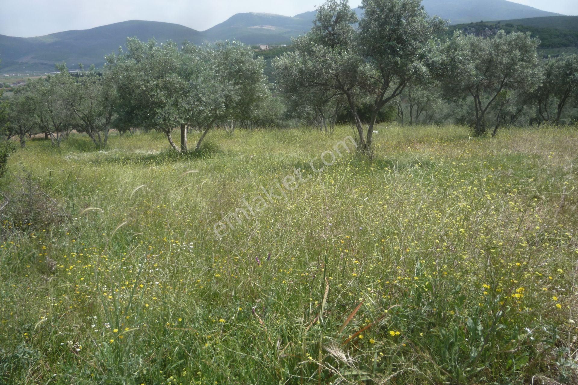 İzmir Torbalı Gold Emlaktan Satılık Zeytin Bahçesi - Görsel 2