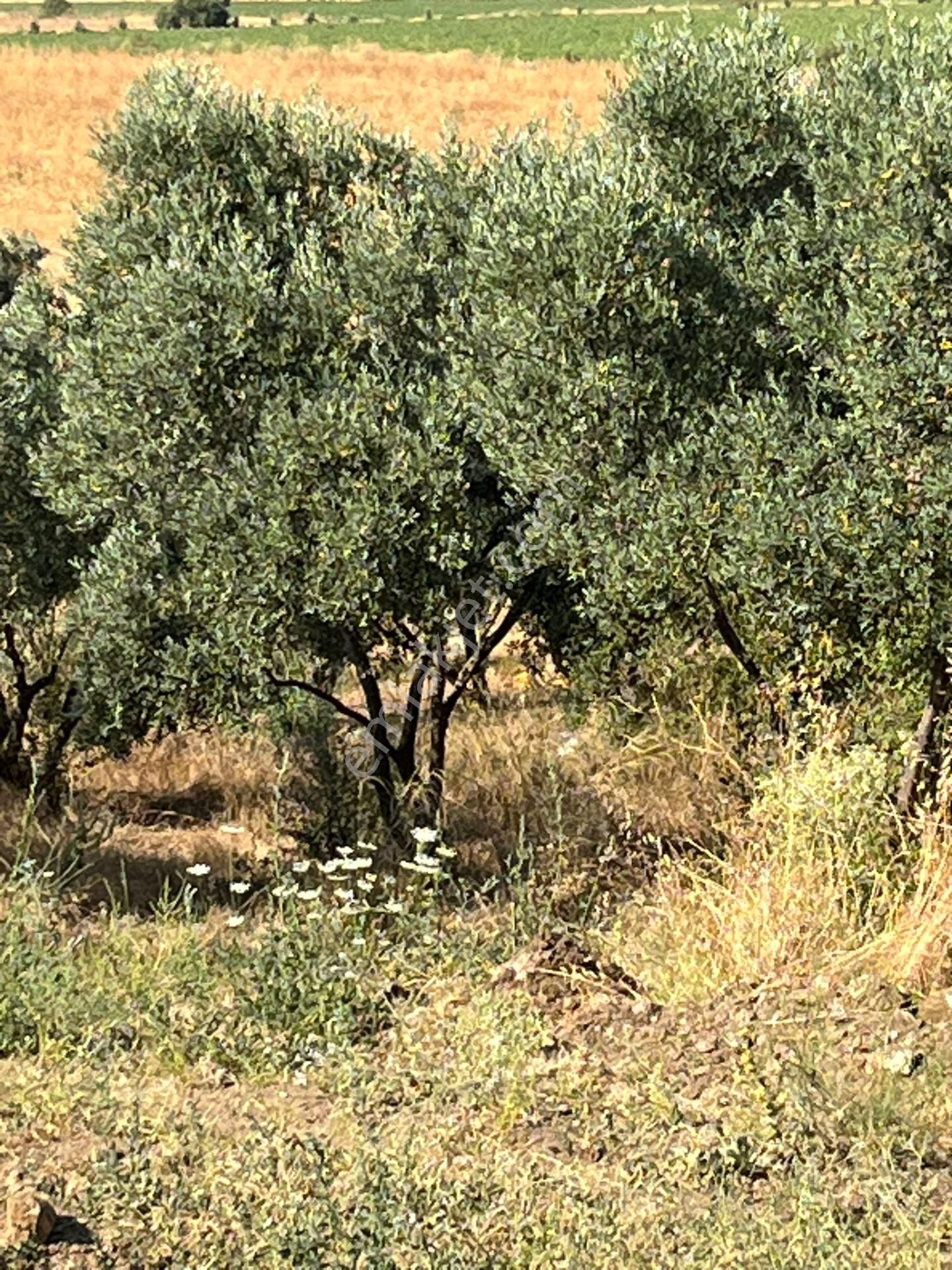 İzmir Torbalı Gold Emlaktan Satılık Zeytin Bahçesi - Görsel 22