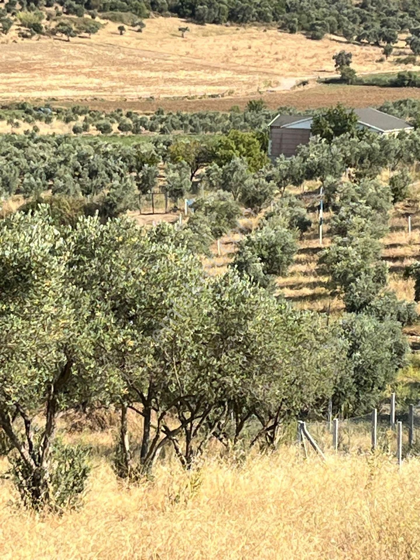 İzmir Torbalı Gold Emlaktan Satılık Zeytin Bahçesi