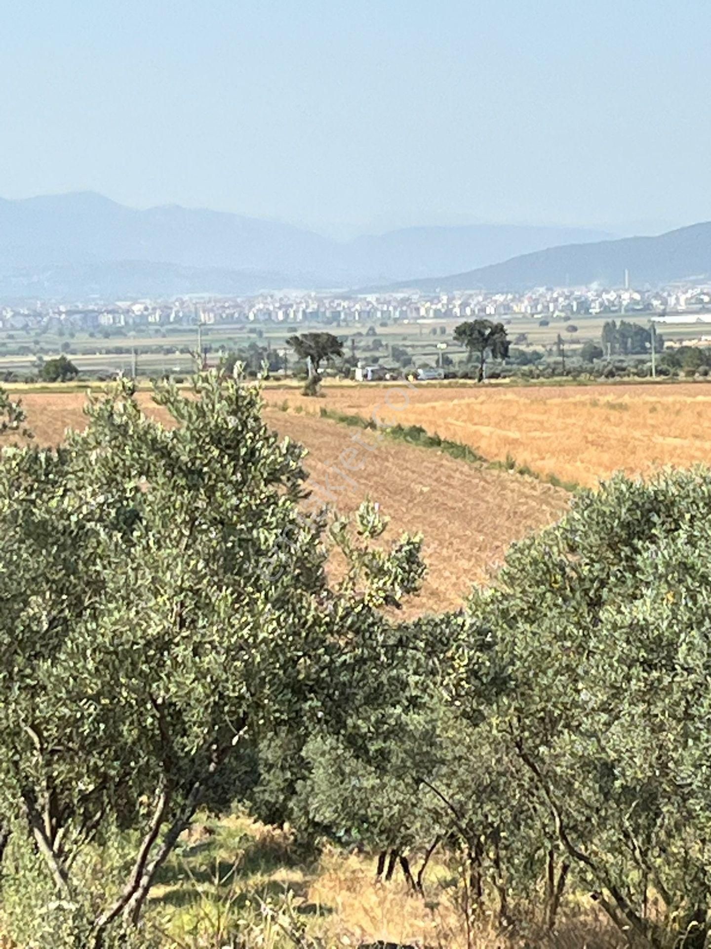 İzmir Torbalı Gold Emlaktan Satılık Zeytin Bahçesi - Görsel 24
