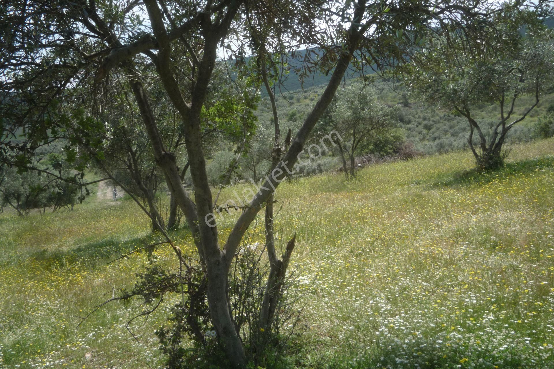 İzmir Torbalı Gold Emlaktan Satılık Zeytin Bahçesi - Görsel 13