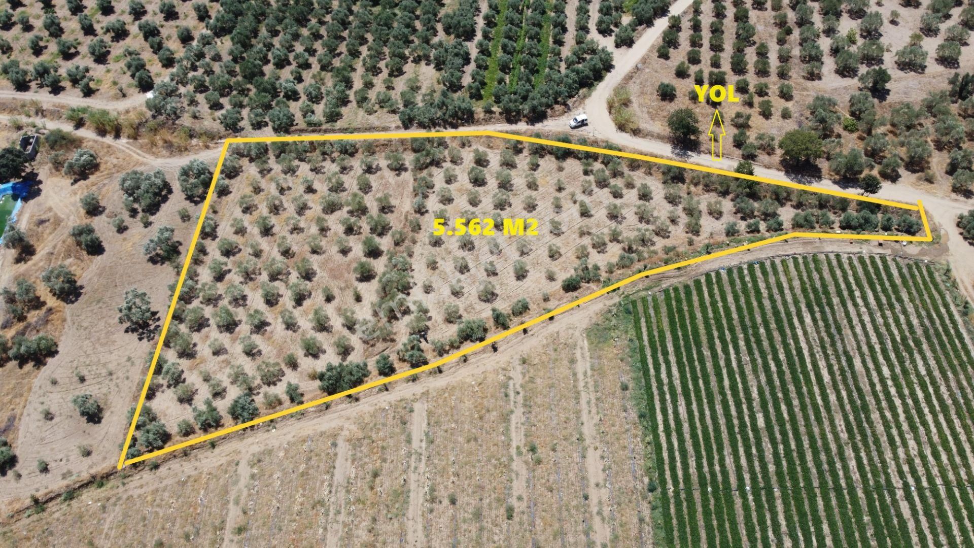 ✅✅ Atça- İsabeyli Üzerinde 5.562 M2 Düzlük Zeytinlik ✅✅