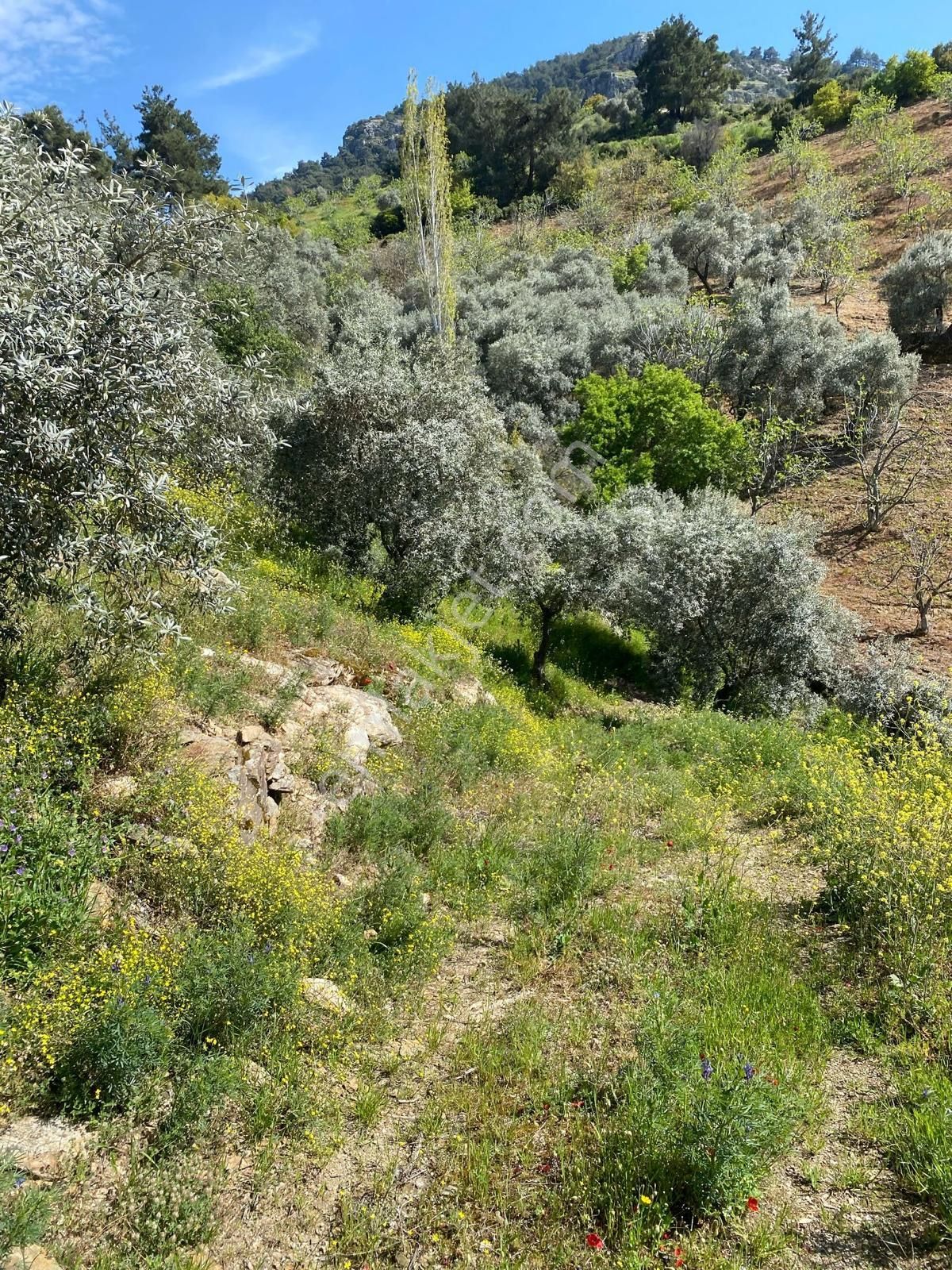 Tire Doğuş Emlaktan Satılık Zeytinlik - Görsel 27