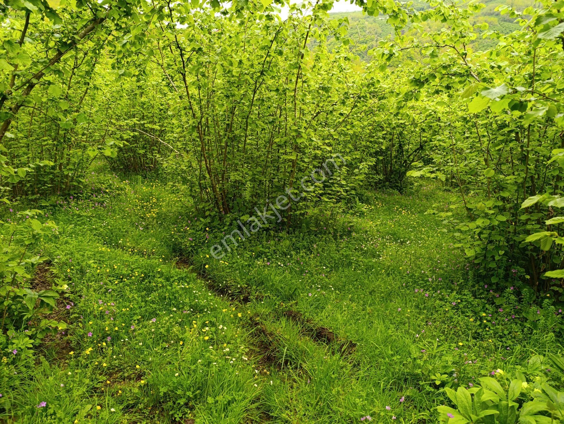 Ordu Altınordu Teynelimahallesinde 5800 M2 Satılık Arsa
