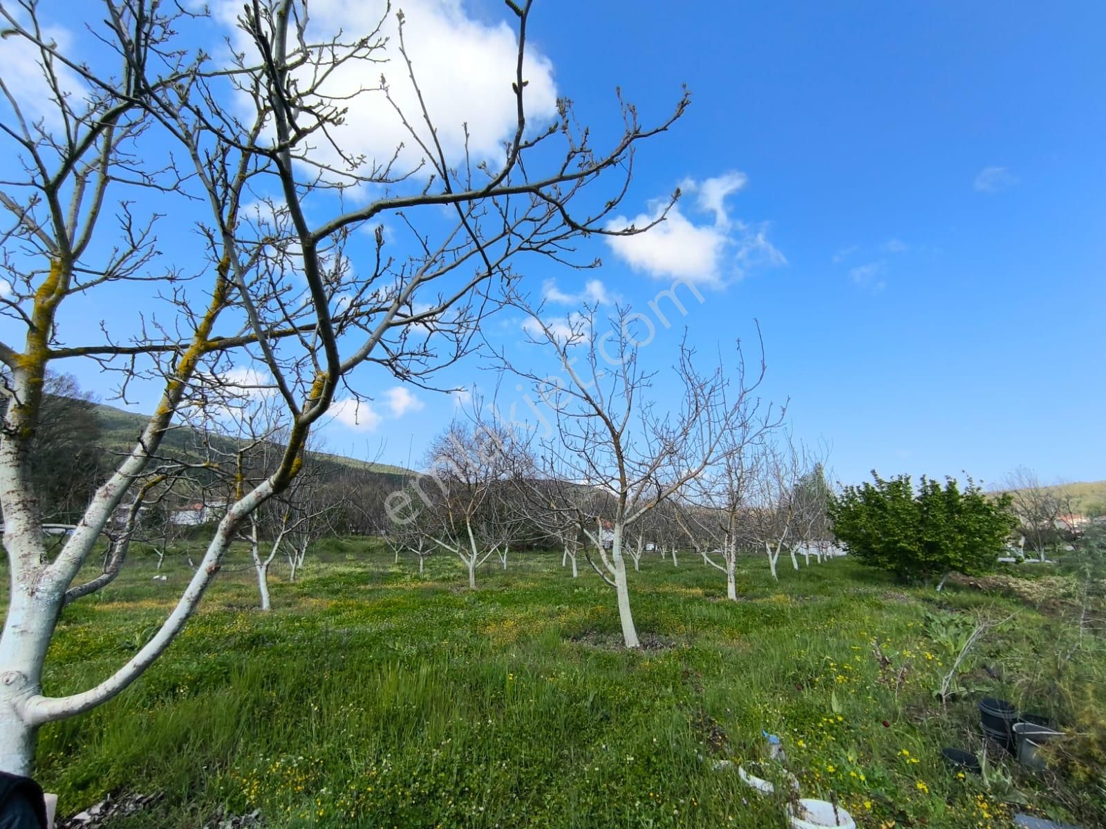 Yayla'da Köyiçi Ceviz Ağaçları İçinde Arsa