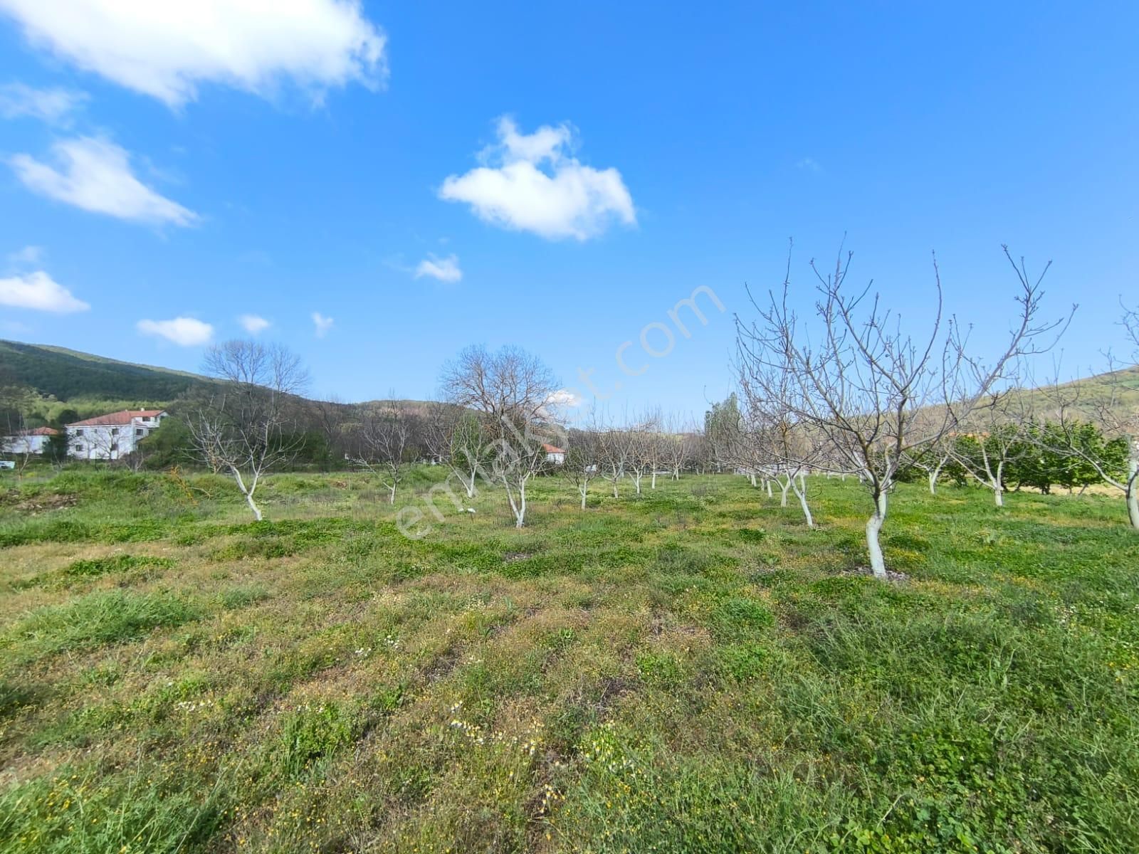 Yayla'da Köyiçi Ceviz Ağaçları İçinde Arsa - Görsel 6