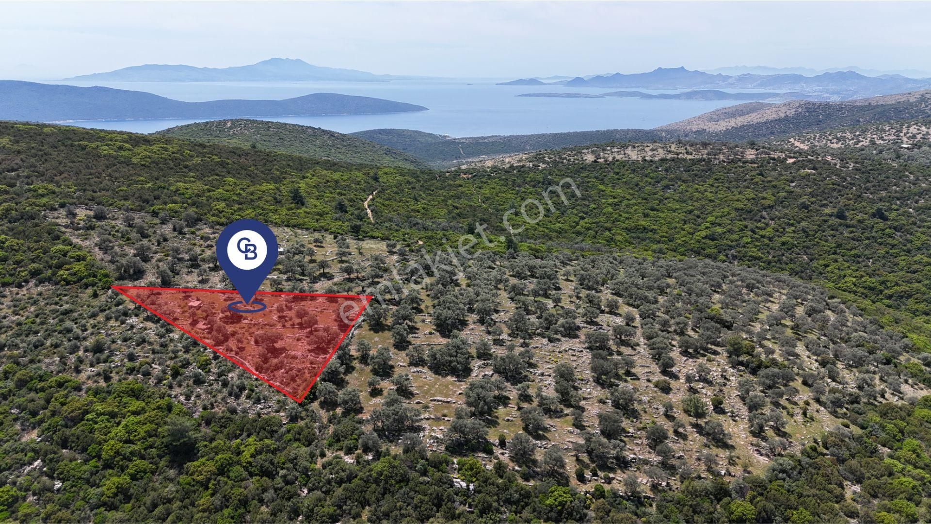 Bodrum Kızılağaç Tek Tapu Satılık Zeytinli Tarla