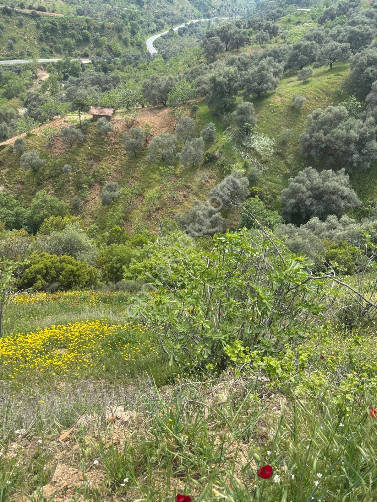 Aydın Nazilli Kızıldere Köyünde Satılık İncir Zeytinlik Bahçesi