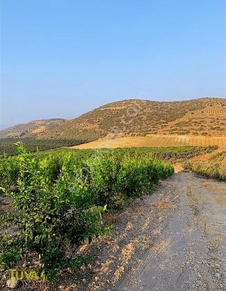 Tuva Memos Emlaktan Limon&w Murcot Bahçesi