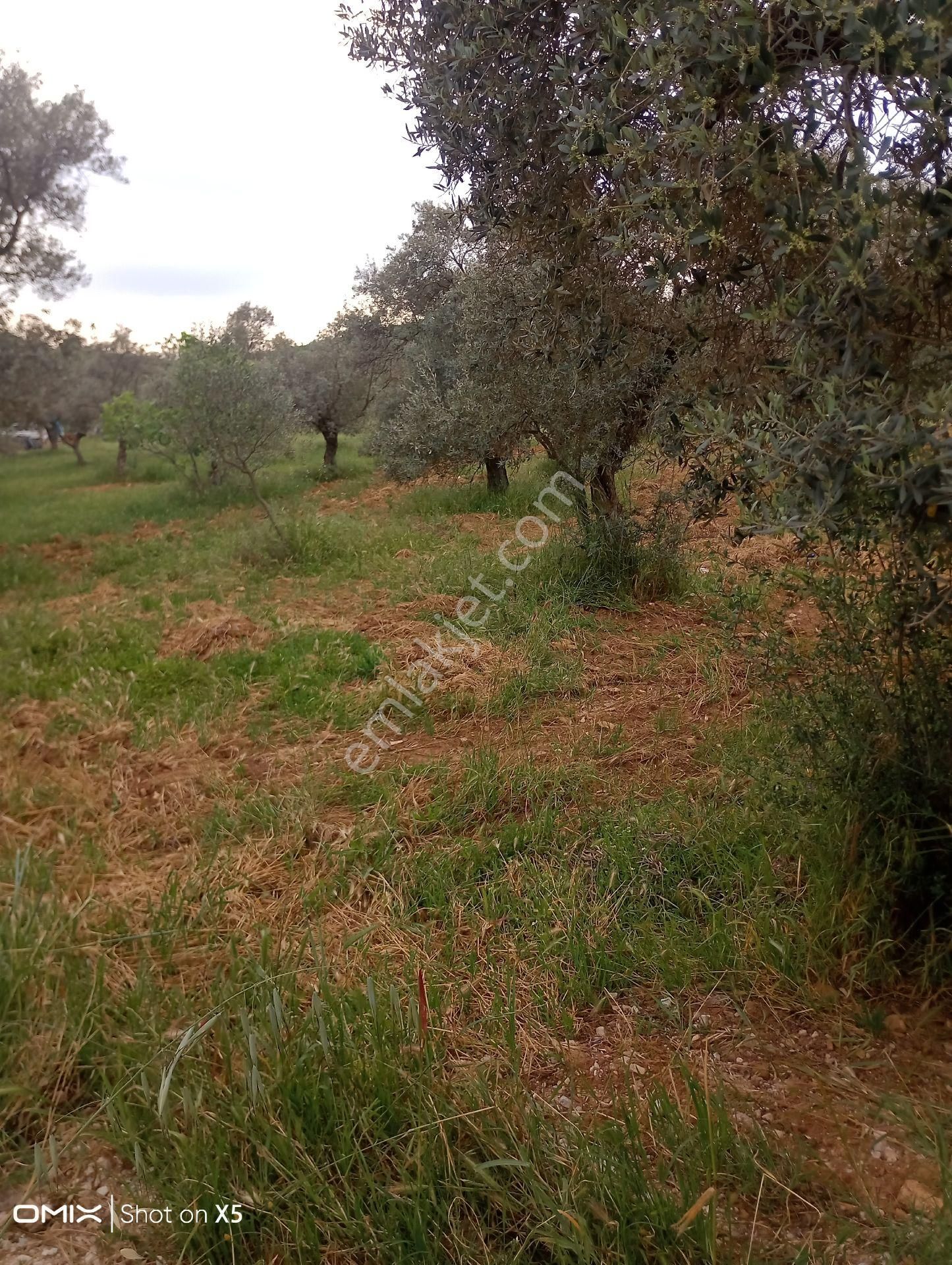 İzmir Torbalı Orman Köyde 2 Dönüm Dümdüz Zeytinlik Satılık
