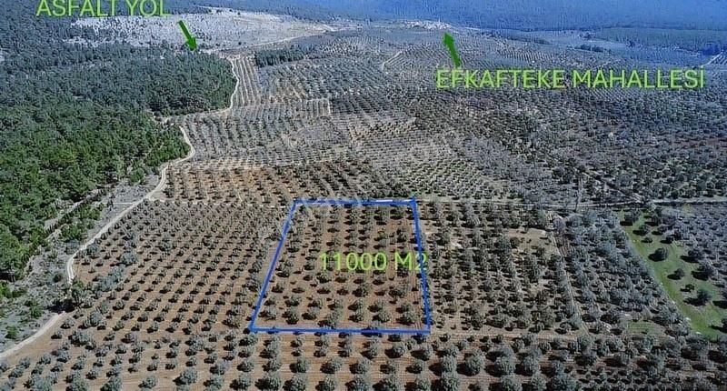 Ermiş Emlaktan Efkafteke De Satılık Uygun Zeytinlik
