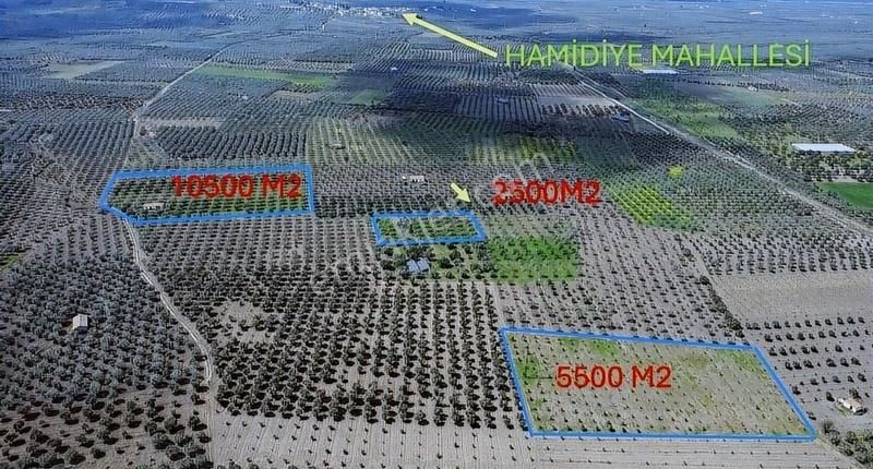 Ermiş Emlaktan Hamidiyede Elektrik, Suyu Olan Zeytinlik.