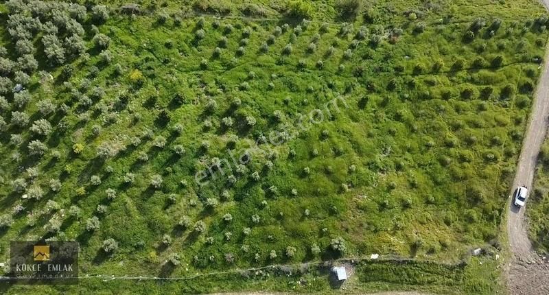 6 Dönüm Sarıkavakta Hisseli Tapu Bahçe