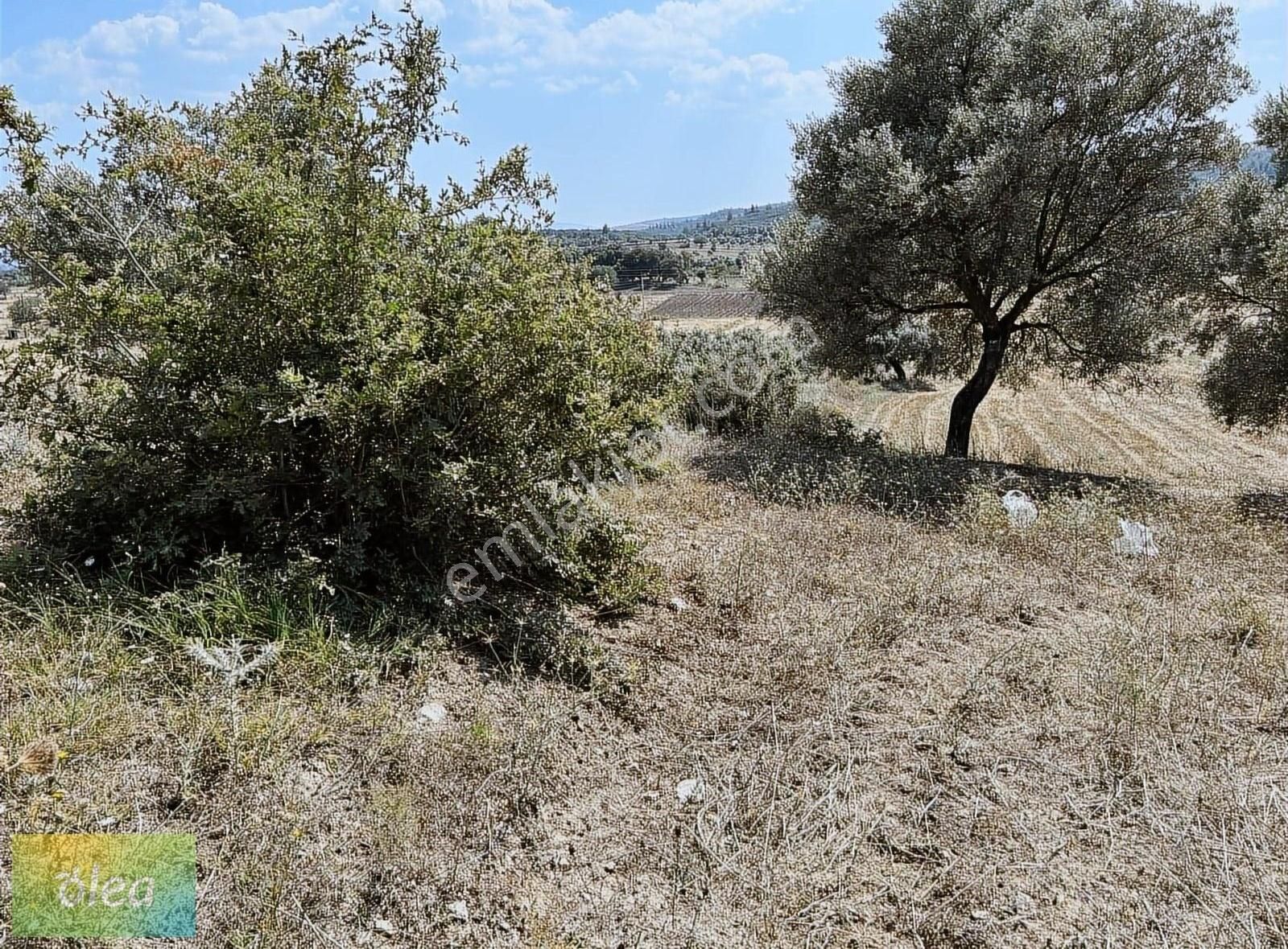 Milas Çam Köy'de Satılık Konut İmarlı Arsa!!! - Görsel 17