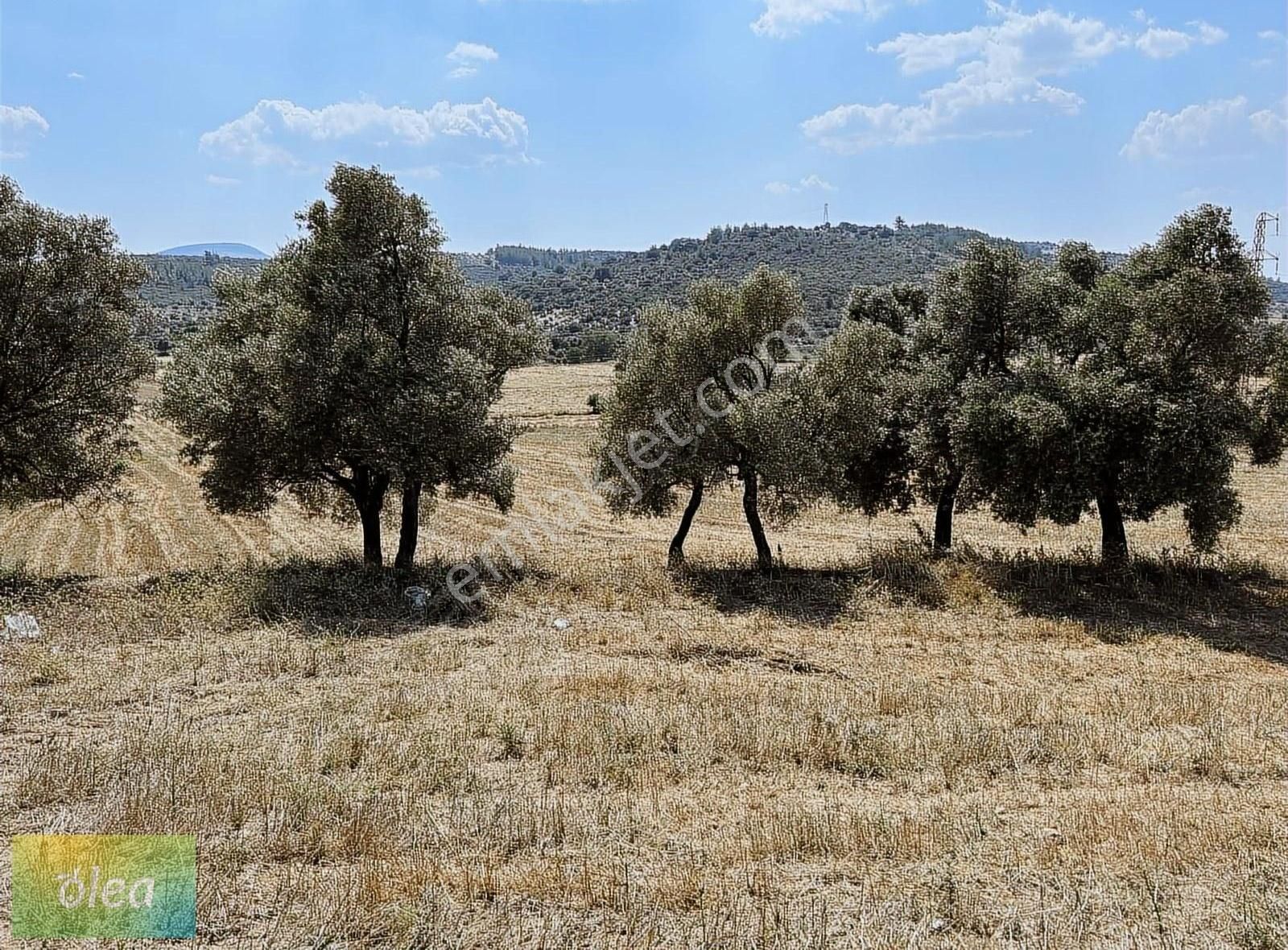Milas Çam Köy'de Satılık Konut İmarlı Arsa!!! - Görsel 13
