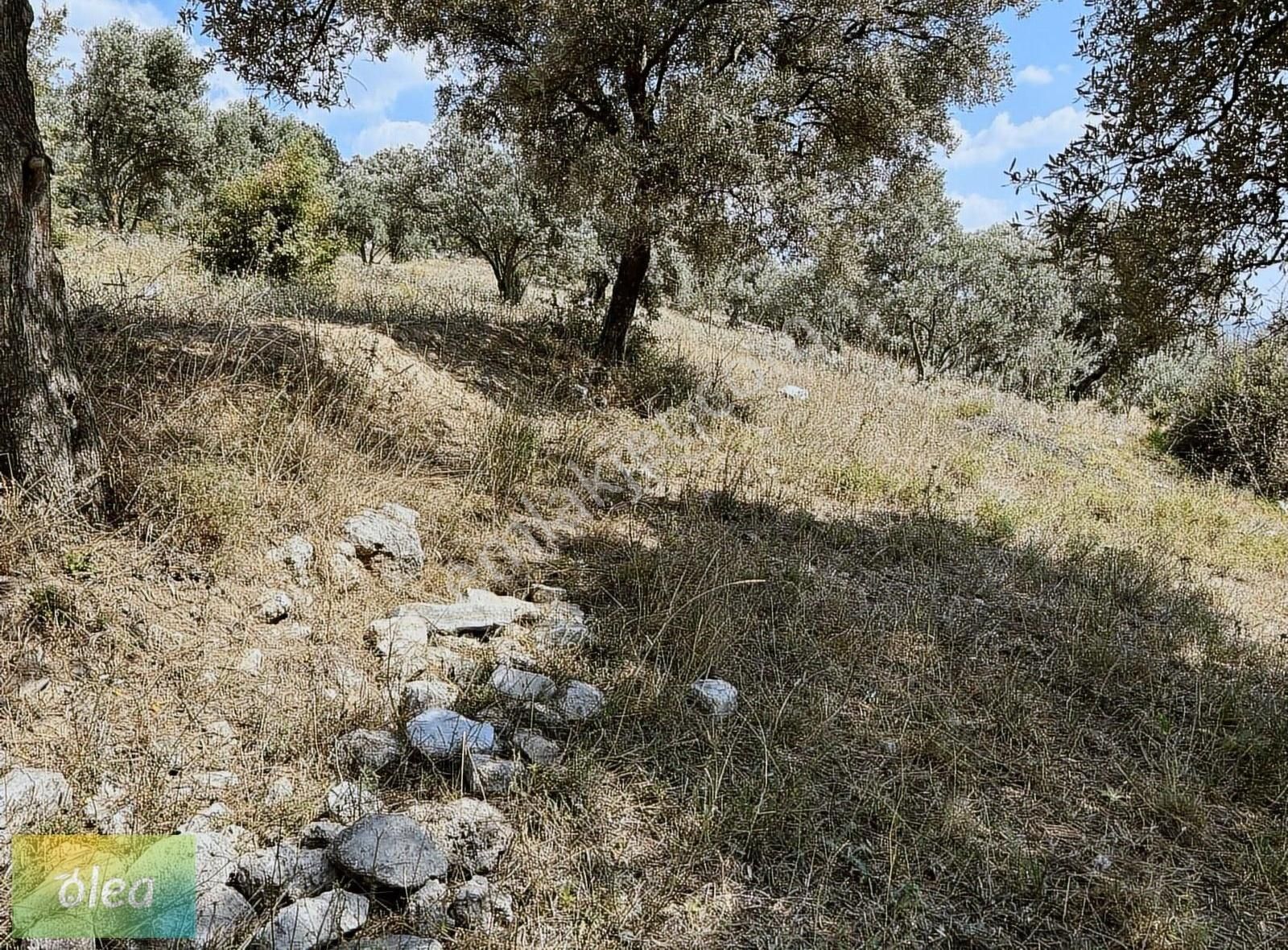 Milas Çam Köy'de Satılık Konut İmarlı Arsa!!! - Görsel 4