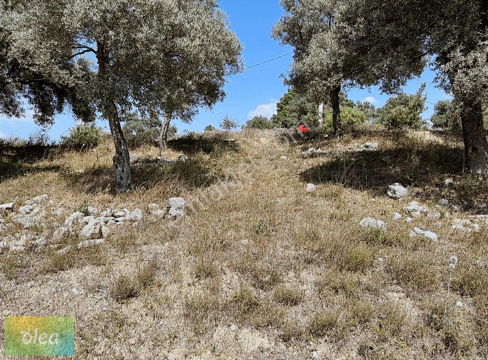 Milas Çam Köy'de Satılık Konut İmarlı Arsa!!! - Görsel 7