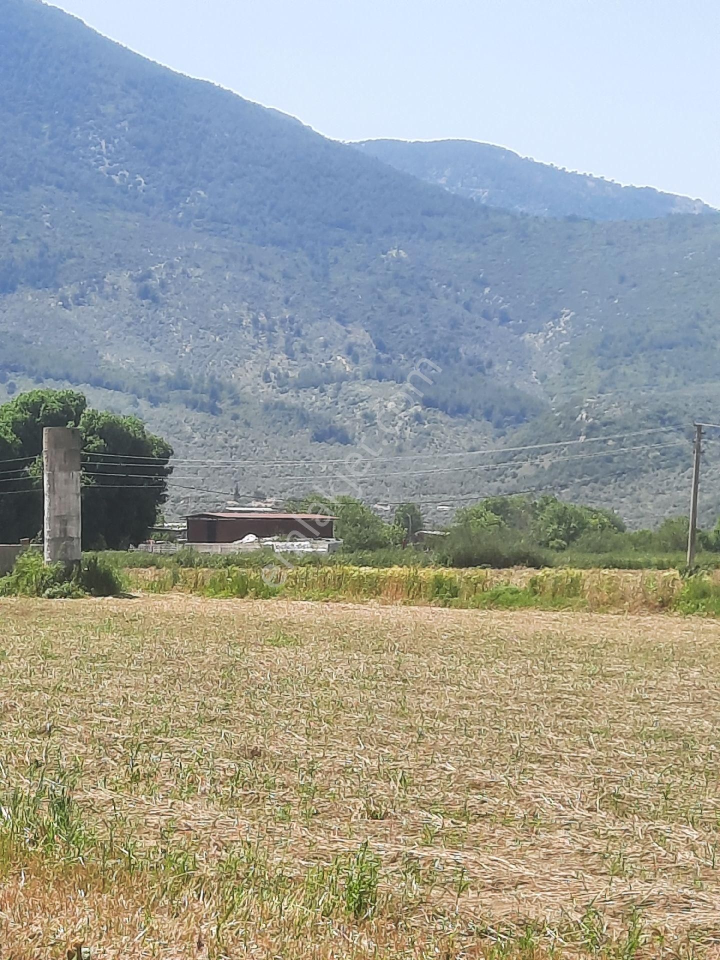 Milas Selimiye'de 8750 M² Satılık Tarla