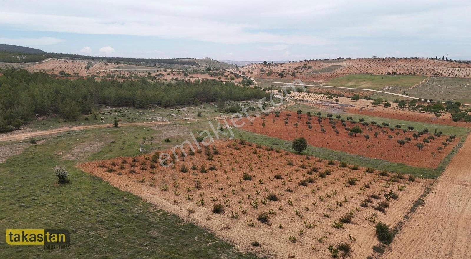 Suboğaz Uygun Fiyatlı Tek Tapu Üzüm Ve Zeytin Fırsat Yer