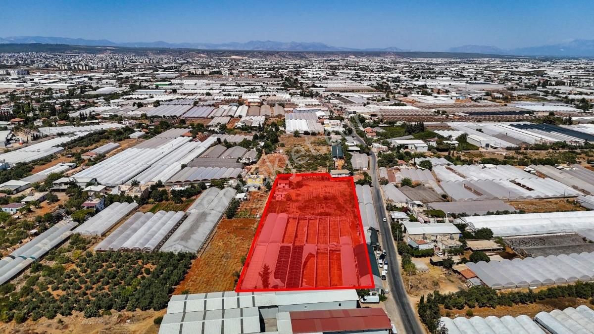 Altınova Düdende 10183 M2 Sondajlı Sera Ve Arsa